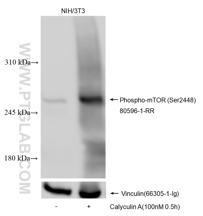 Western Blot (WB) analysis of various lysates using Phospho-mTOR (Ser2448) Recombinant antibody (80596-1-RR)