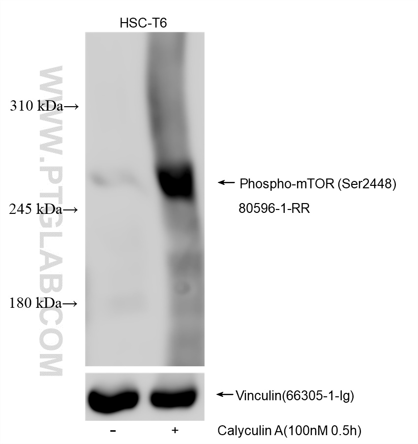 Western Blot (WB) analysis of various lysates using Phospho-mTOR (Ser2448) Recombinant antibody (80596-1-RR)