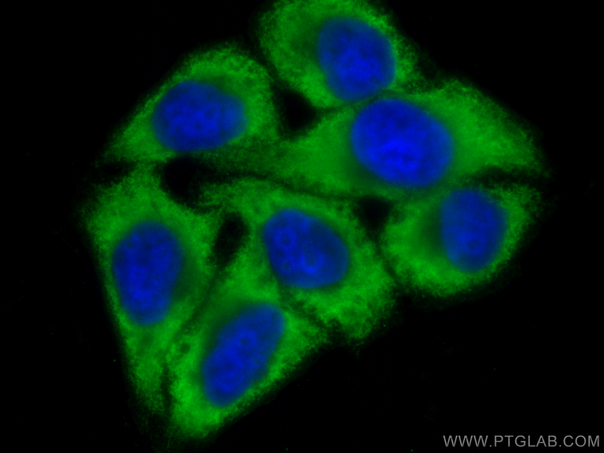 Immunofluorescence (IF) / fluorescent staining of HepG2 cells using CoraLite® Plus 488-conjugated Plasminogen Monoclon (CL488-66399)