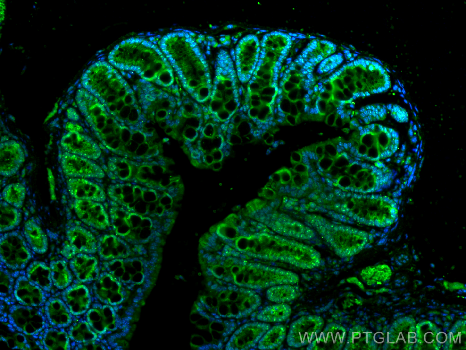 Immunofluorescence (IF) / fluorescent staining of mouse colon tissue using QSOX1/Quiescin Q6 Polyclonal antibody (12713-1-AP)