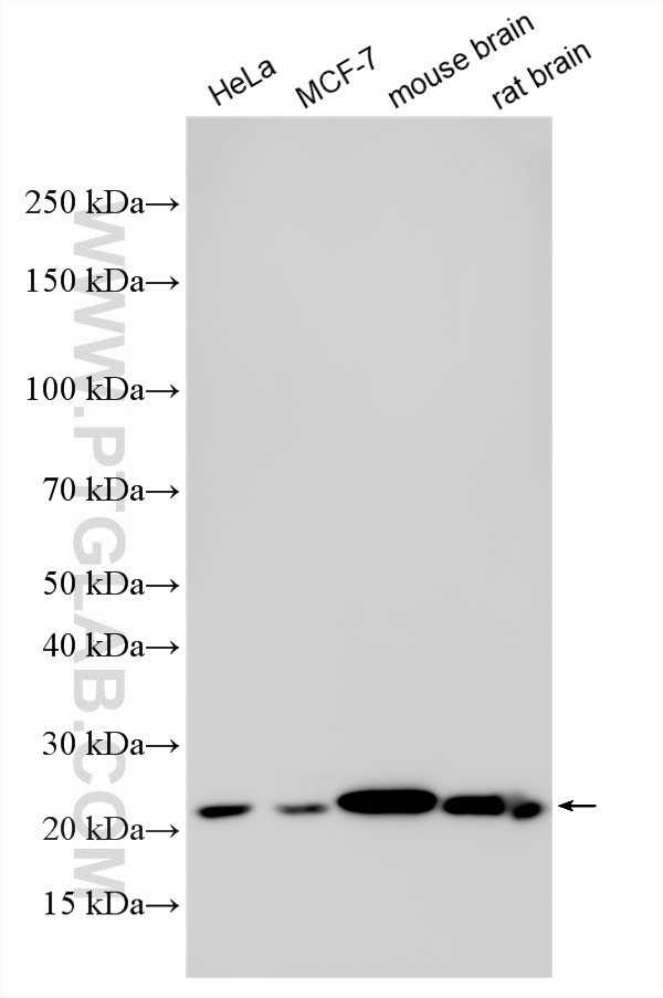 Western Blot (WB) analysis of various lysates using RAB10 Polyclonal antibody (11808-1-AP)
