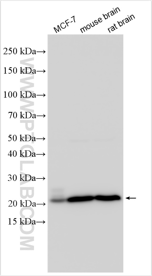 Western Blot (WB) analysis of various lysates using RAB10 Polyclonal antibody (27094-1-AP)