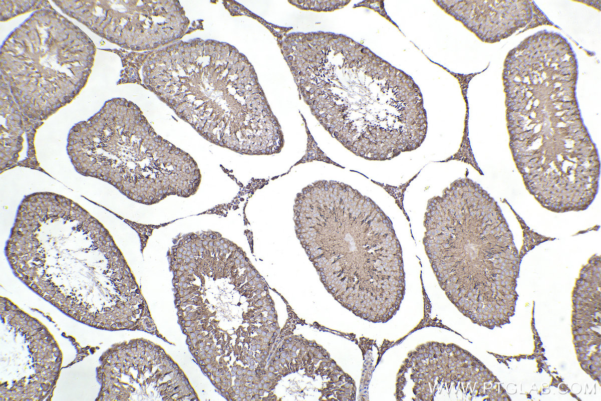 Immunohistochemistry (IHC) staining of rat testis tissue using RAB11A/B Polyclonal antibody (15903-1-AP)