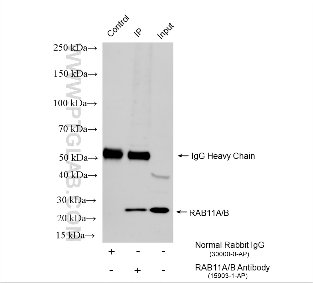 Immunoprecipitation (IP) experiment of THP-1 cells using RAB11A/B Polyclonal antibody (15903-1-AP)