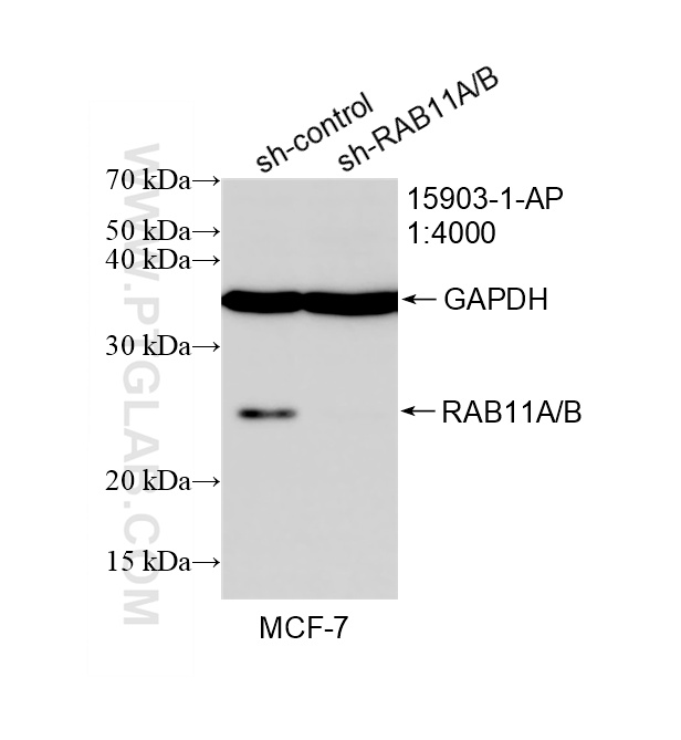 Western Blot (WB) analysis of MCF-7 cells using RAB11A/B Polyclonal antibody (15903-1-AP)