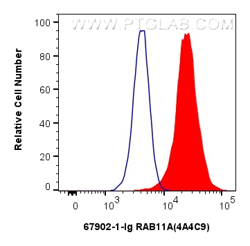 Flow cytometry (FC) experiment of HeLa cells using RAB11A Monoclonal antibody (67902-1-Ig)