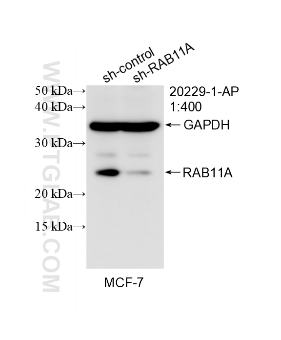 Western Blot (WB) analysis of MCF-7 cells using RAB11A Polyclonal antibody (20229-1-AP)