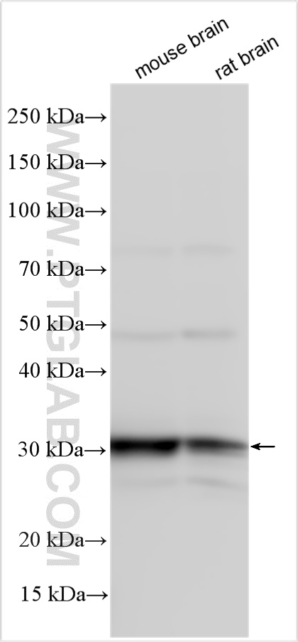 Western Blot (WB) analysis of various lysates using RAB12 Polyclonal antibody (29927-1-AP)