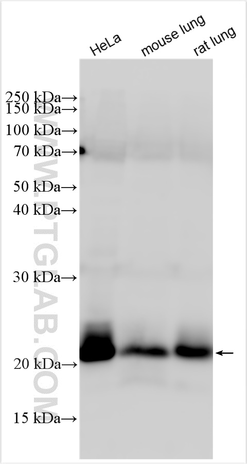 Western Blot (WB) analysis of various lysates using RAB13 Polyclonal antibody (11718-1-AP)