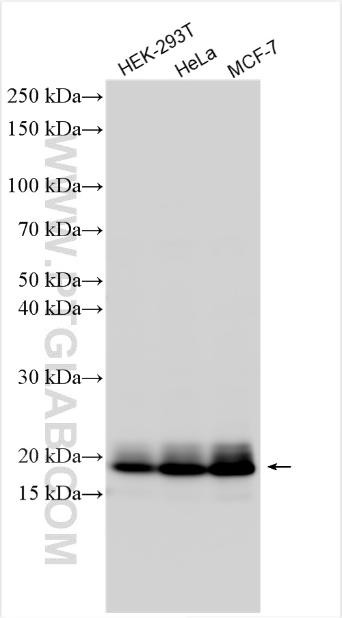 Western Blot (WB) analysis of various lysates using RAB13 Polyclonal antibody (31416-1-AP)