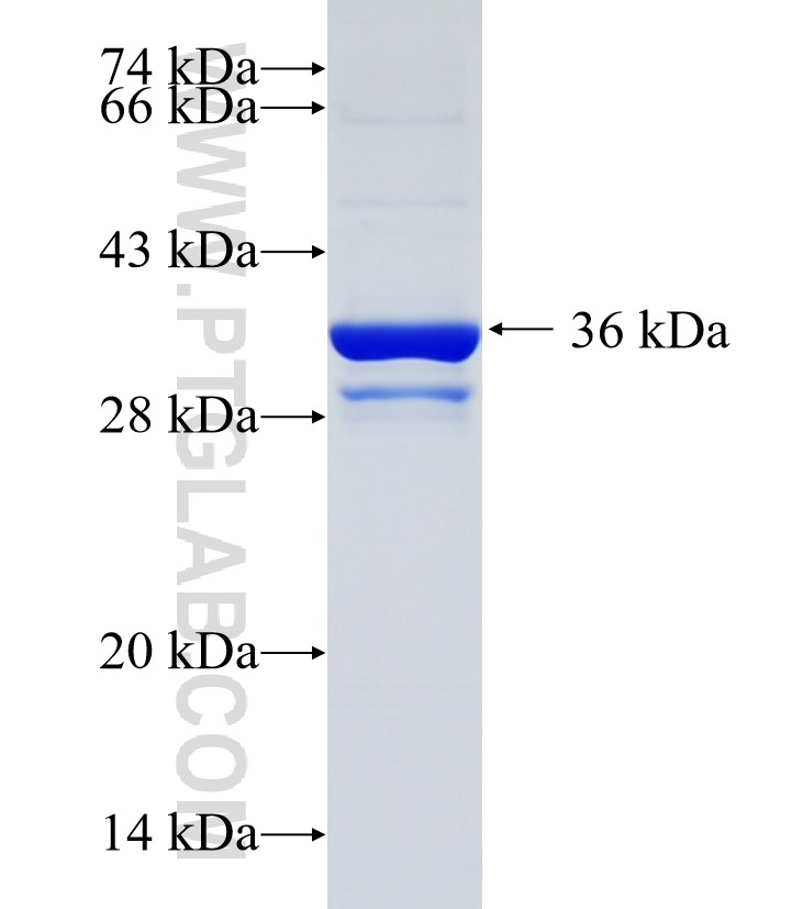 RAB13 fusion protein Ag34898 SDS-PAGE