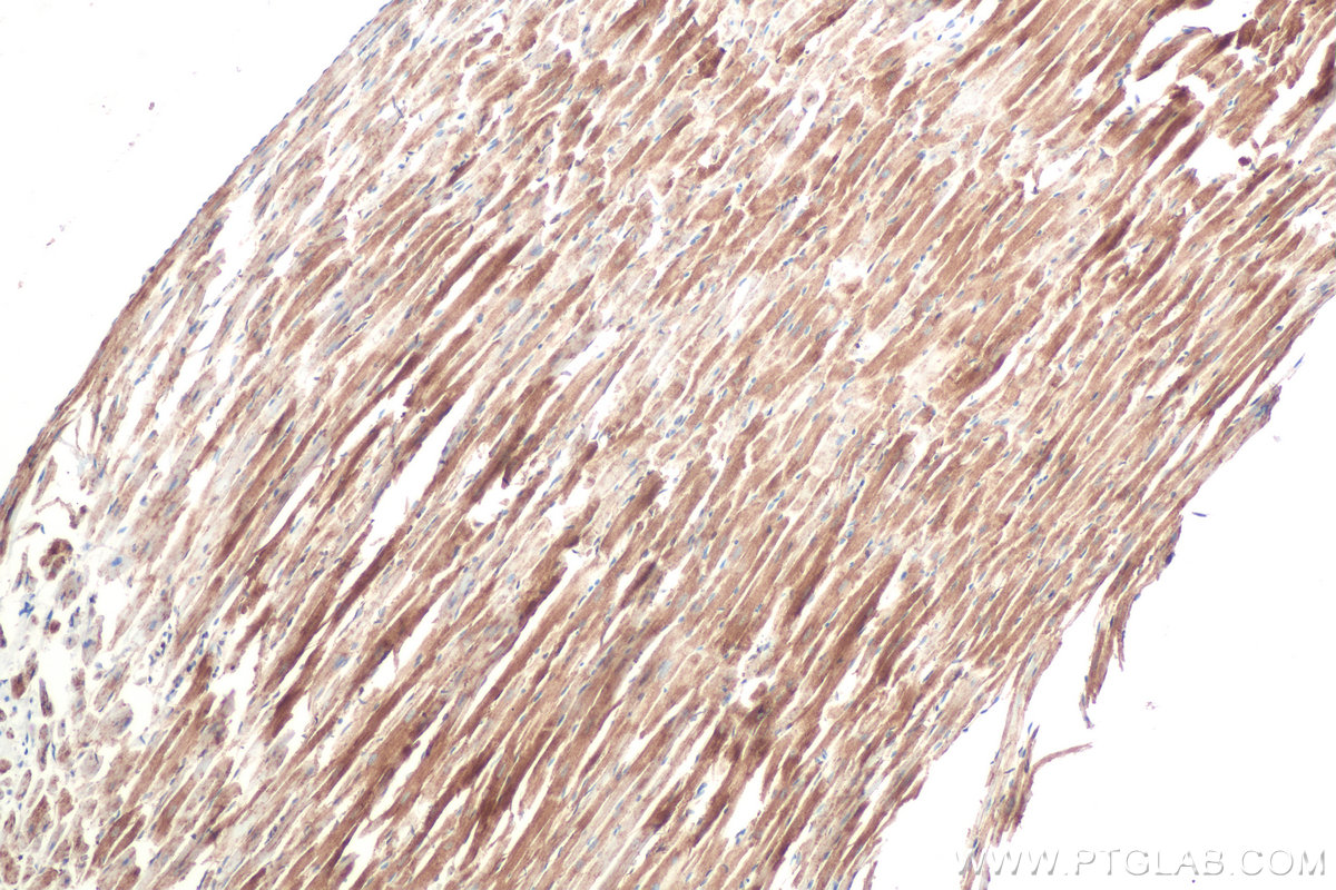 Immunohistochemistry (IHC) staining of rat heart tissue using RAB1B Monoclonal antibody (67837-1-Ig)