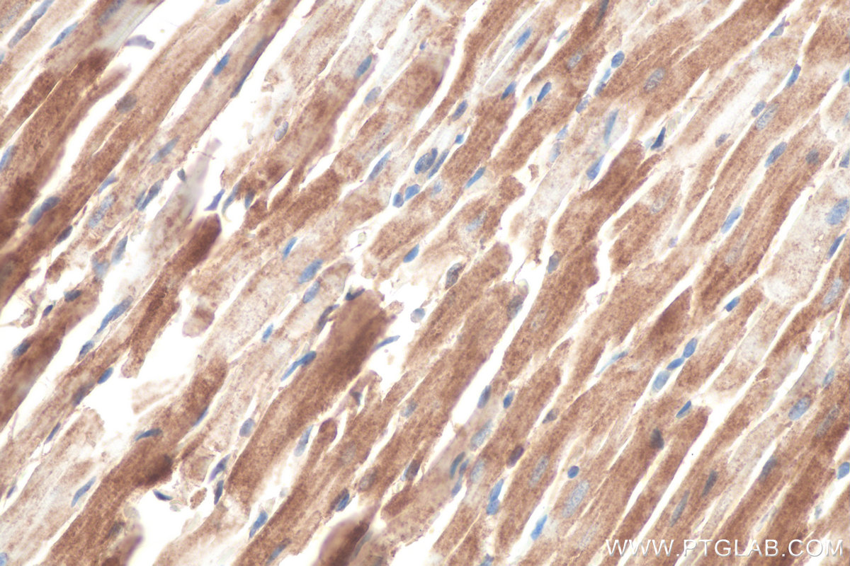 Immunohistochemistry (IHC) staining of rat heart tissue using RAB1B Monoclonal antibody (67837-1-Ig)