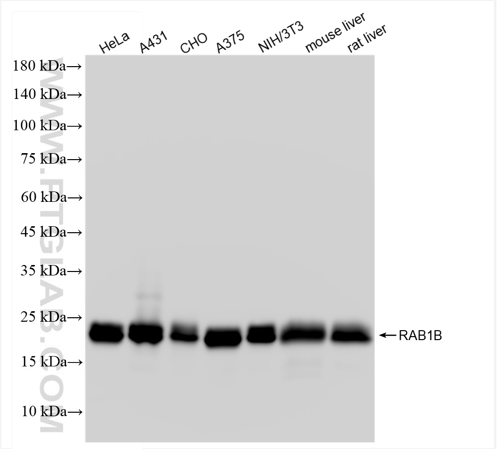 Western Blot (WB) analysis of various lysates using RAB1B Recombinant antibody (83687-4-RR)