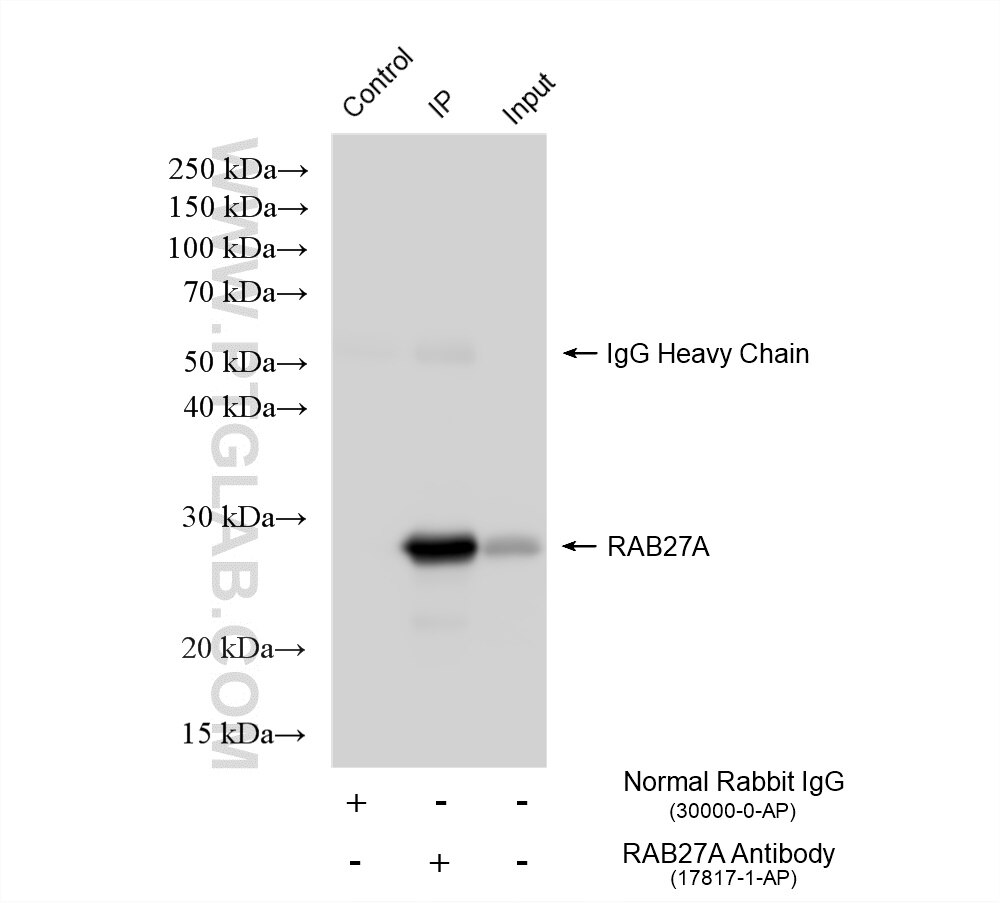 Immunoprecipitation (IP) experiment of HL-60 cells using RAB27A Polyclonal antibody (17817-1-AP)