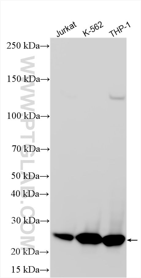 Western Blot (WB) analysis of various lysates using RAB27A Polyclonal antibody (17817-1-AP)