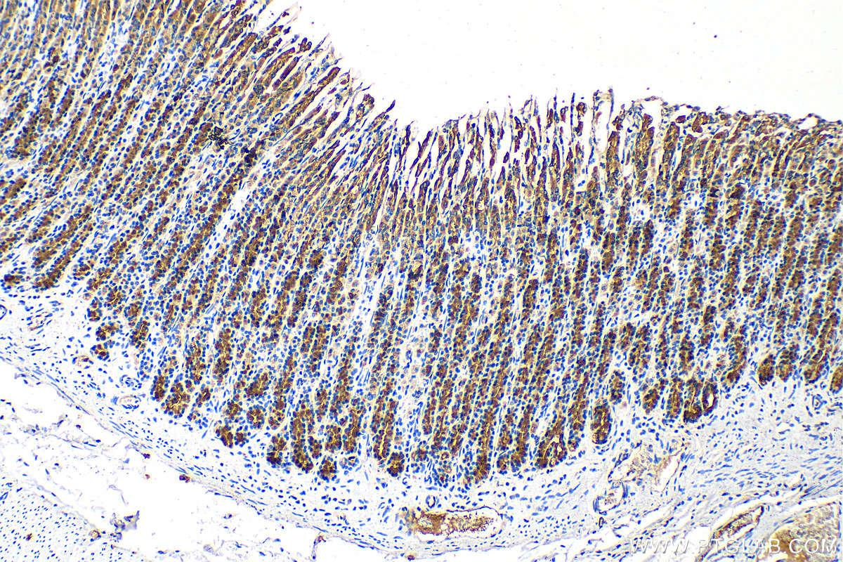 Immunohistochemistry (IHC) staining of rat stomach tissue using RAB27B Polyclonal antibody (13412-1-AP)