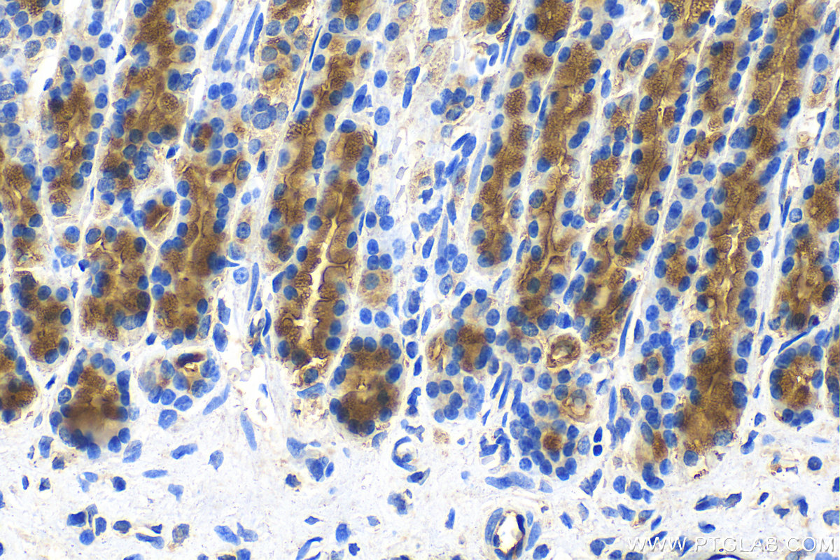 Immunohistochemistry (IHC) staining of rat stomach tissue using RAB27B Polyclonal antibody (13412-1-AP)