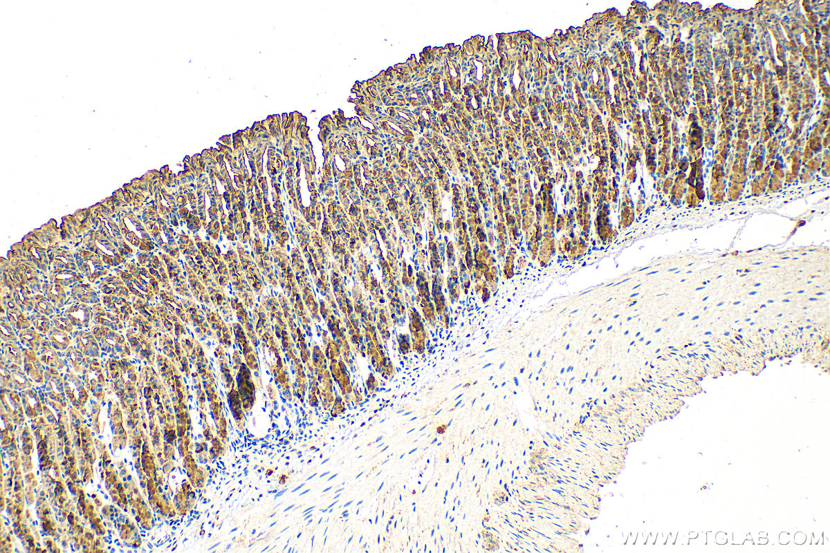 Immunohistochemistry (IHC) staining of mouse stomach tissue using RAB27B Polyclonal antibody (13412-1-AP)