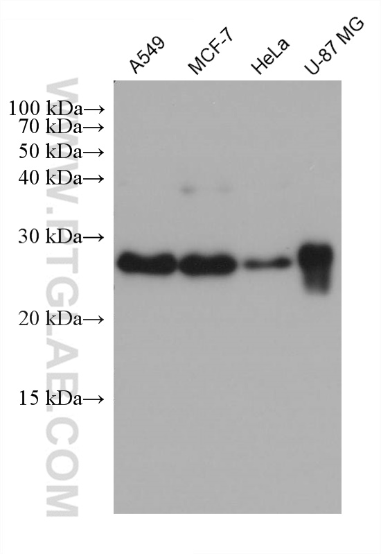 Western Blot (WB) analysis of various lysates using RAB27B Monoclonal antibody (66944-1-Ig)