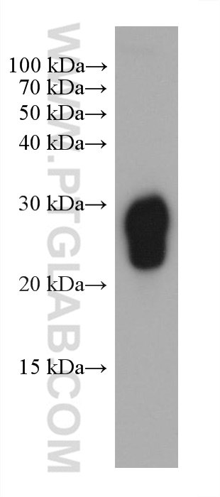 Western Blot (WB) analysis of human peripheral blood platelets using RAB27B Monoclonal antibody (66944-1-Ig)