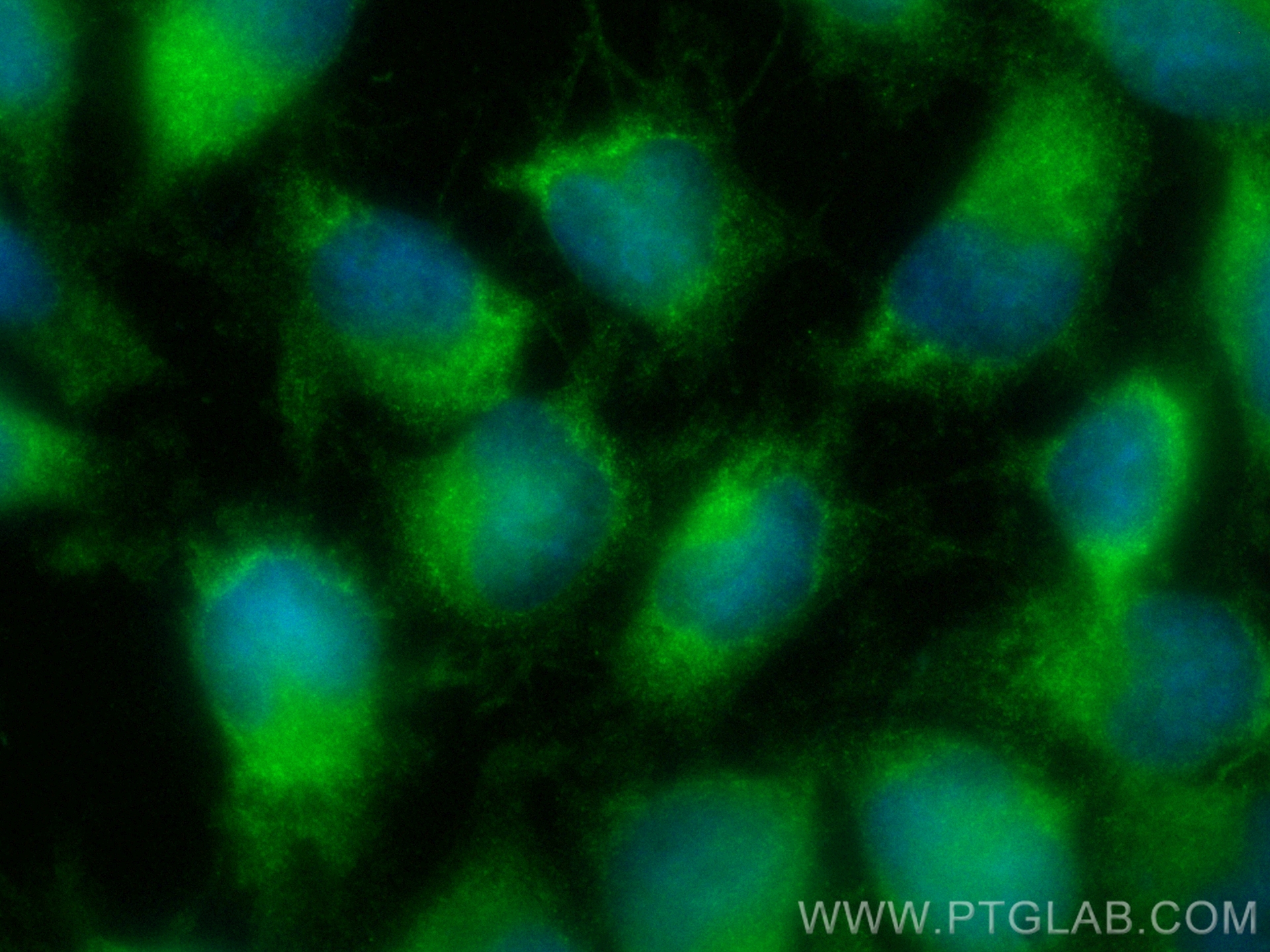 Immunofluorescence (IF) / fluorescent staining of U-251 cells using CoraLite® Plus 488-conjugated RAB32 Recombinant an (CL488-82960-5)