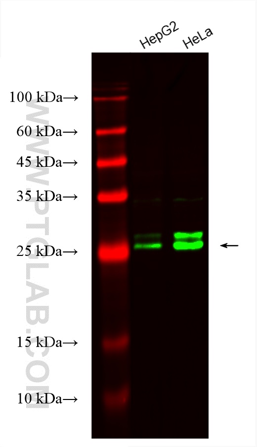 Western Blot (WB) analysis of various lysates using CoraLite® Plus 488-conjugated RAB32 Recombinant an (CL488-82960)