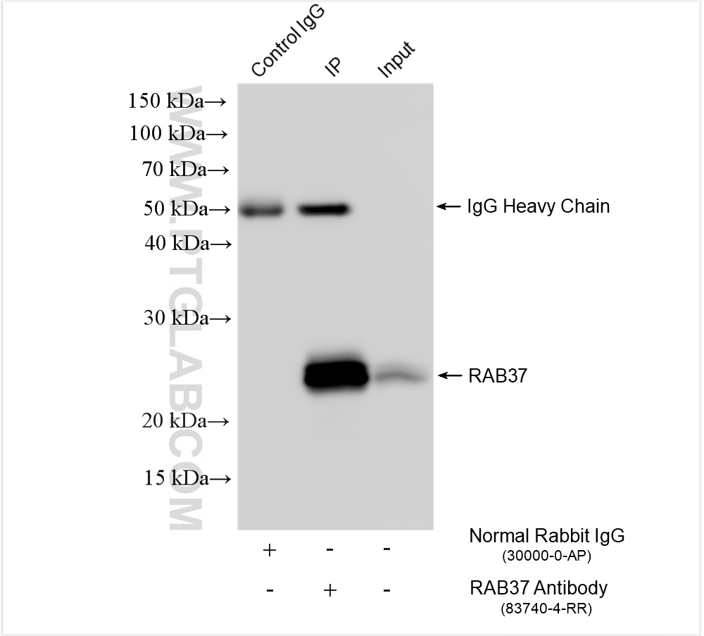 Immunoprecipitation (IP) experiment of mouse brain tissue using RAB37 Recombinant antibody (83740-4-RR)