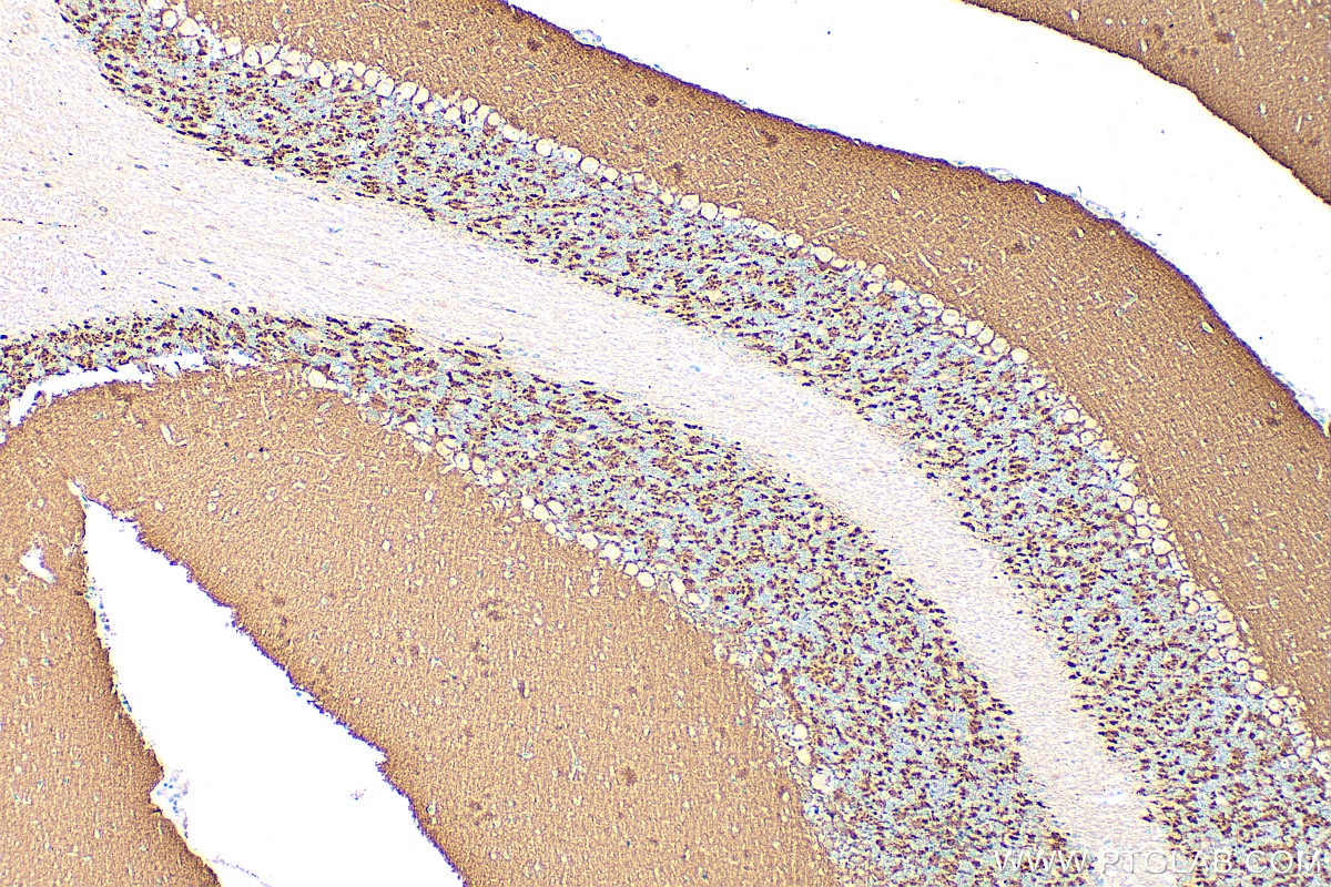 Immunohistochemistry (IHC) staining of mouse cerebellum tissue using RAB3A Polyclonal antibody (15029-1-AP)