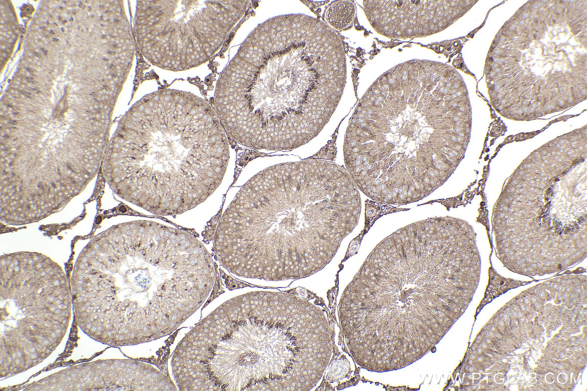 Immunohistochemistry (IHC) staining of rat testis tissue using RAB3A Monoclonal antibody (68052-1-Ig)