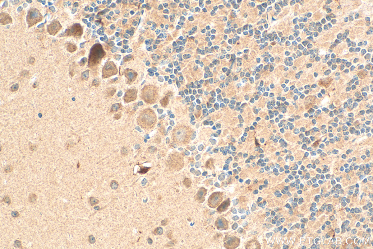 Immunohistochemistry (IHC) staining of mouse cerebellum tissue using RAB3IL1 Polyclonal antibody (17827-1-AP)