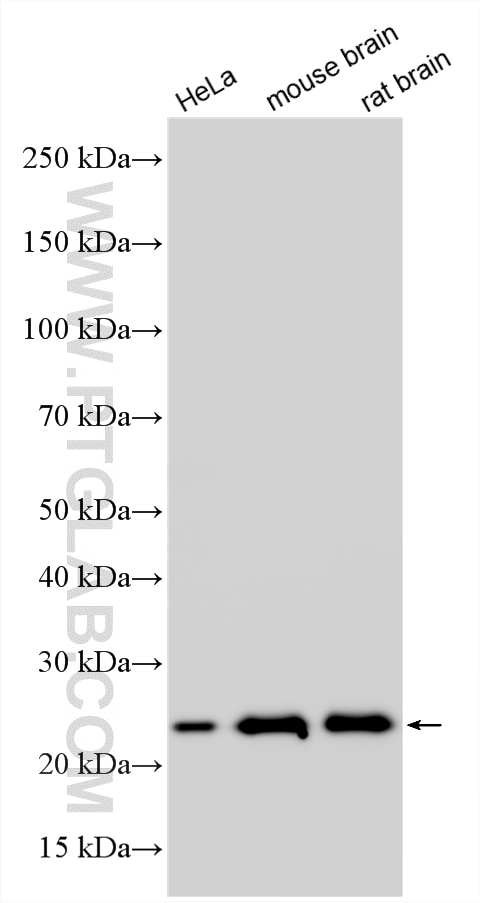 Western Blot (WB) analysis of various lysates using RAB5A Polyclonal antibody (11947-1-AP)