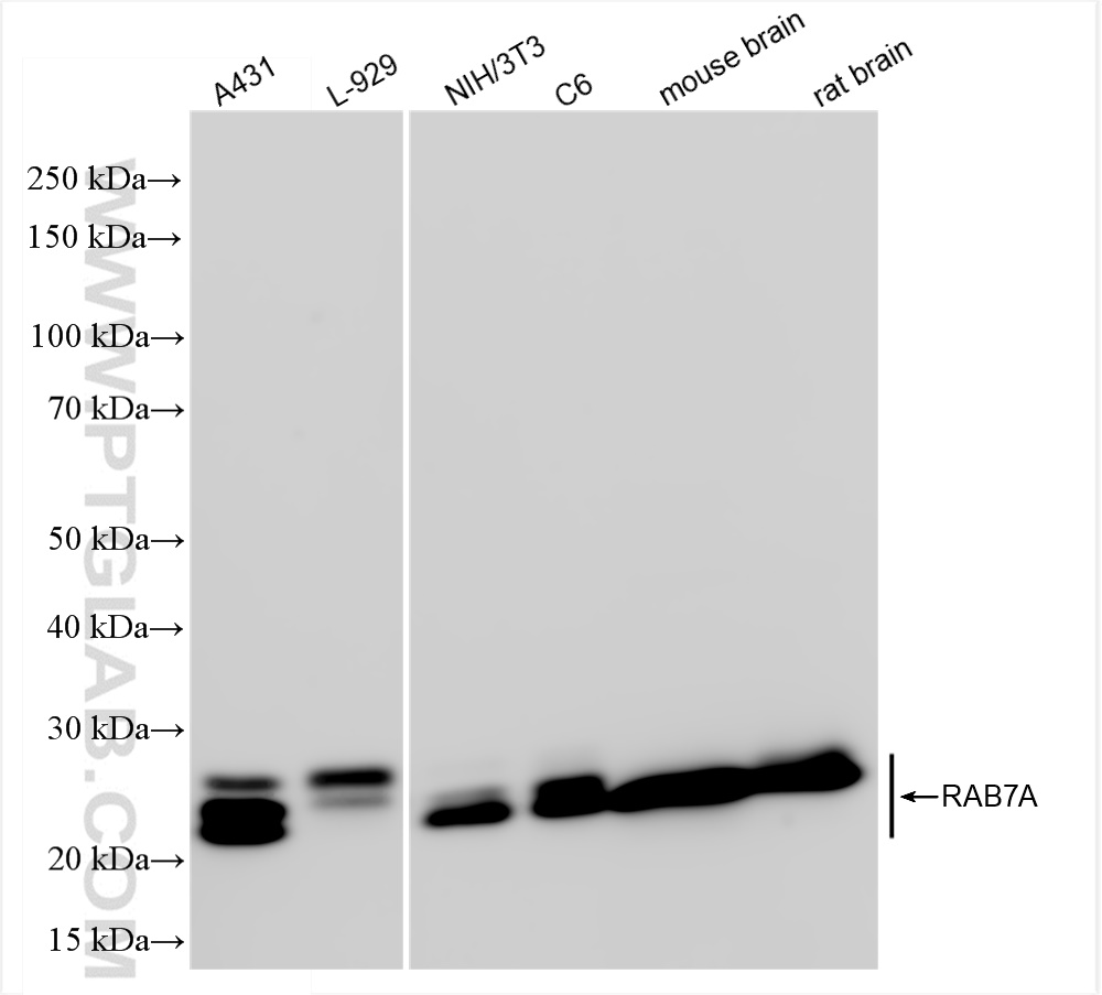 Western Blot (WB) analysis of various lysates using RAB7A Recombinant antibody (84741-1-RR)