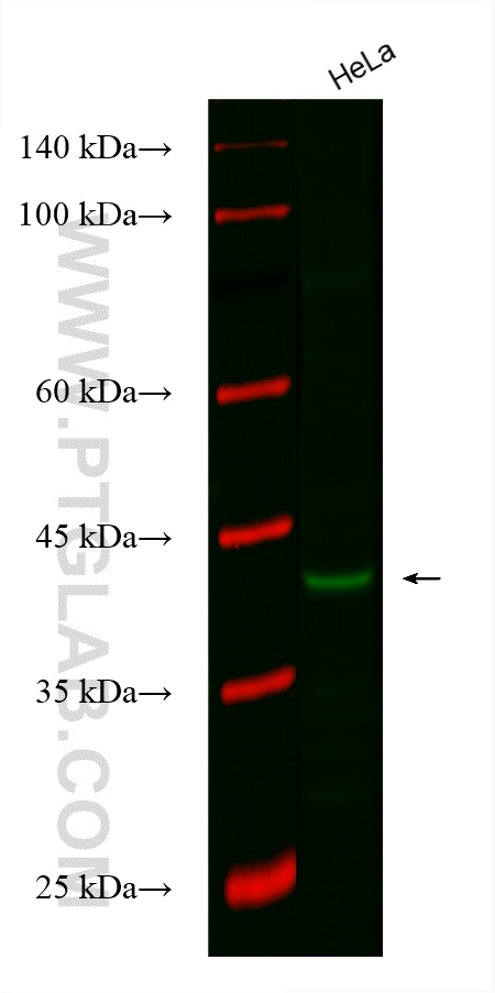 Western Blot (WB) analysis of various lysates using CoraLite® Plus 488-conjugated RABEPK/p40 Polyclona (CL488-15105)