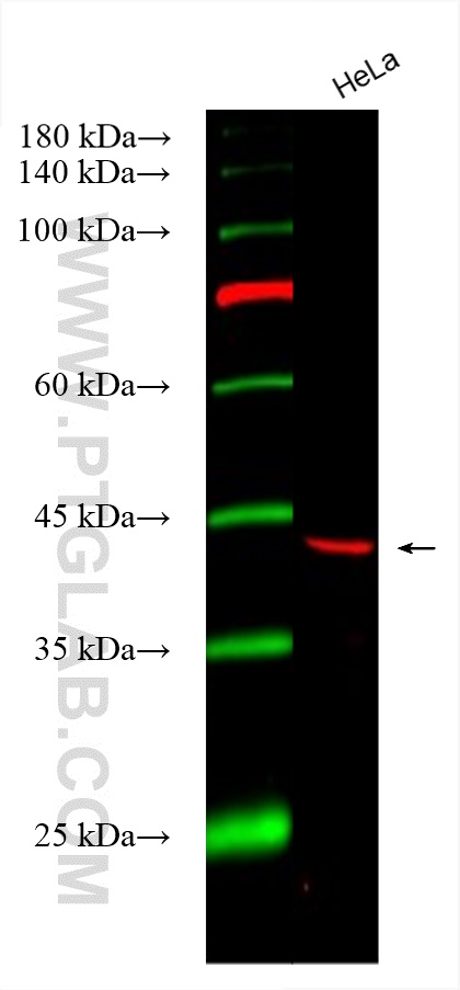 Western Blot (WB) analysis of various lysates using CoraLite®555-conjugated RABEPK/p40 Polyclonal anti (CL555-15105)