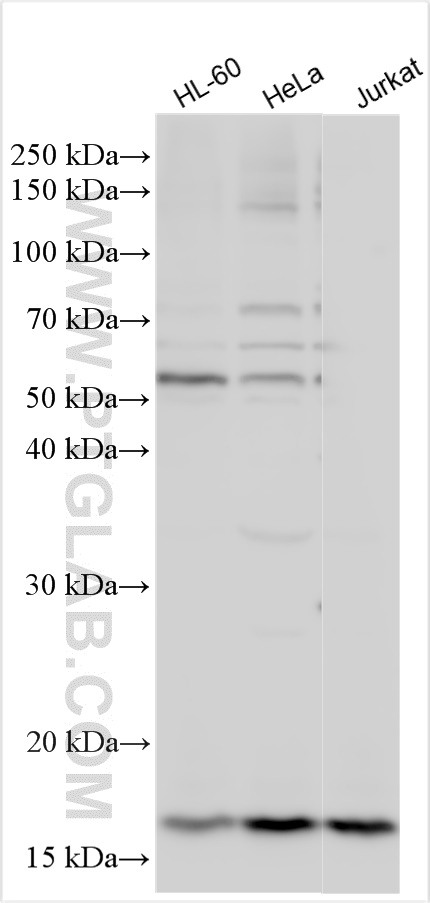 Western Blot (WB) analysis of various lysates using RABIF Polyclonal antibody (29113-1-AP)