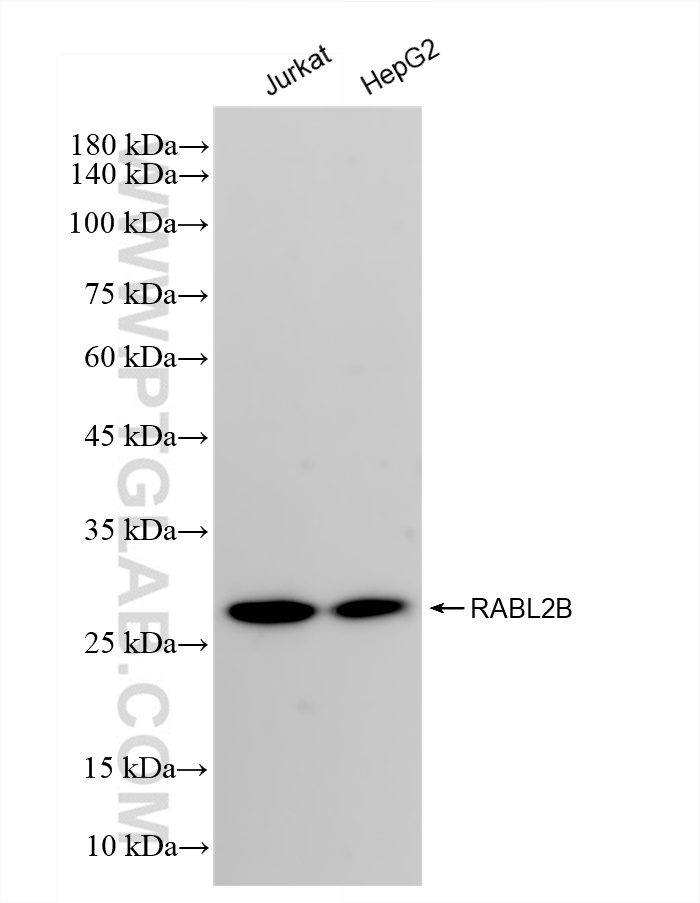 Western Blot (WB) analysis of various lysates using RABL2B Recombinant antibody (83470-3-RR)