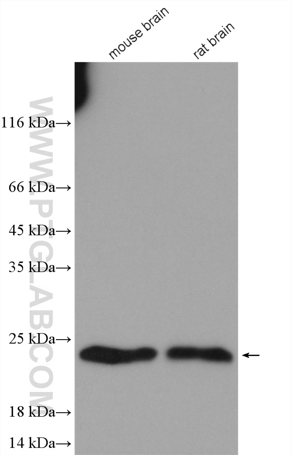 Western Blot (WB) analysis of various lysates using Rac1 Polyclonal antibody (24072-1-AP)