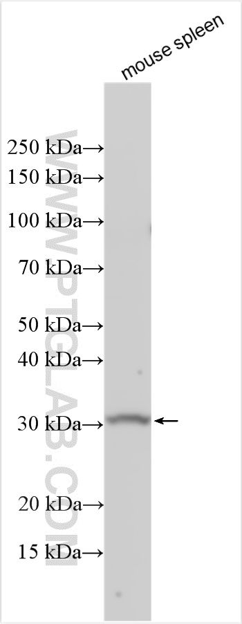 Western Blot (WB) analysis of various lysates using RAD1 Polyclonal antibody (11726-2-AP)