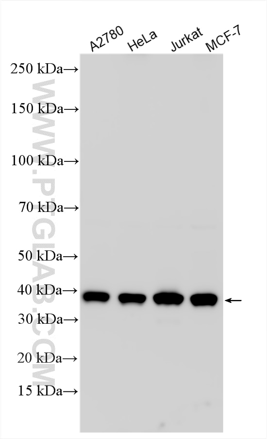 Western Blot (WB) analysis of various lysates using RAD51 Polyclonal antibody (14961-1-AP)