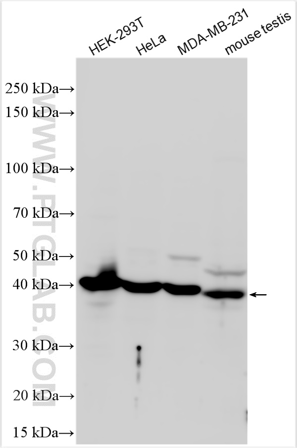 Western Blot (WB) analysis of various lysates using RAD51C Polyclonal antibody (31678-1-AP)