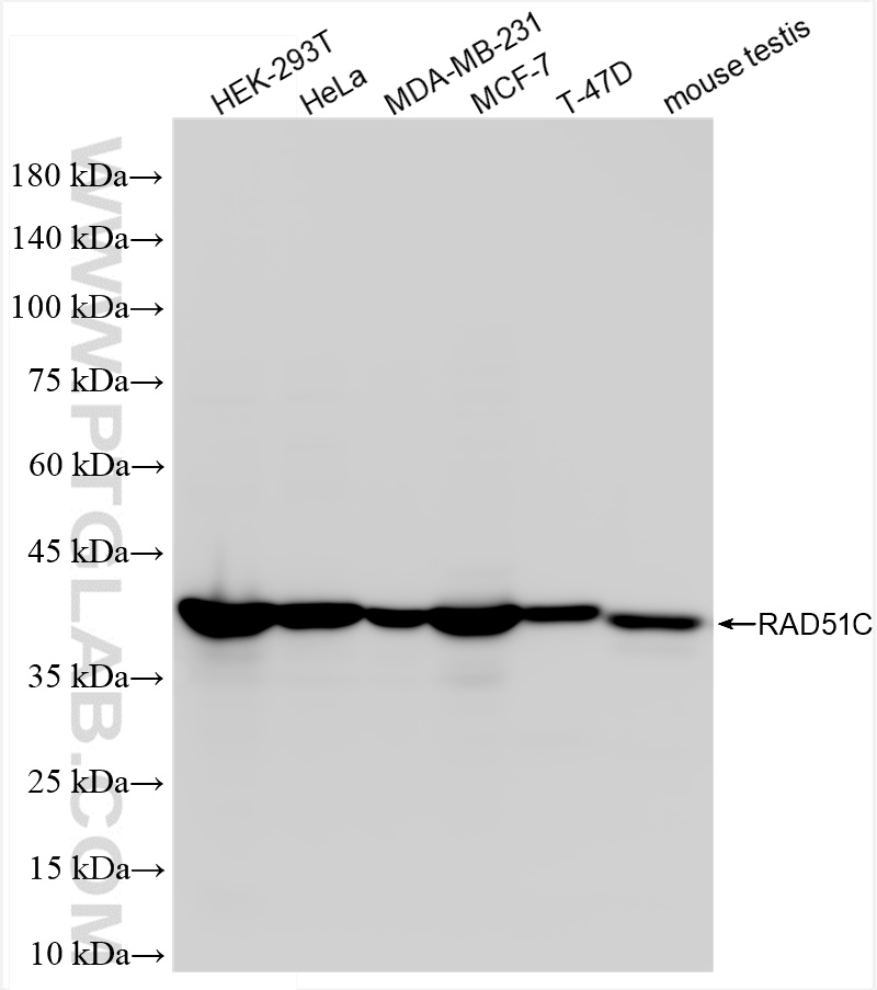 Western Blot (WB) analysis of various lysates using RAD51C Recombinant antibody (84537-5-RR)
