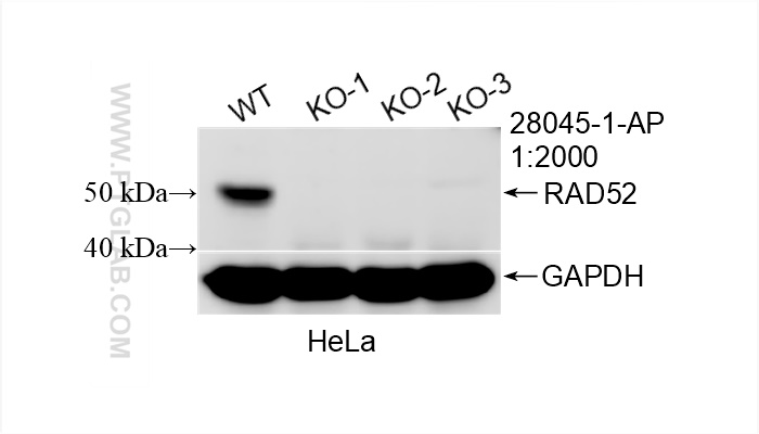 Western Blot (WB) analysis of HeLa cells using RAD52 Polyclonal antibody (28045-1-AP)