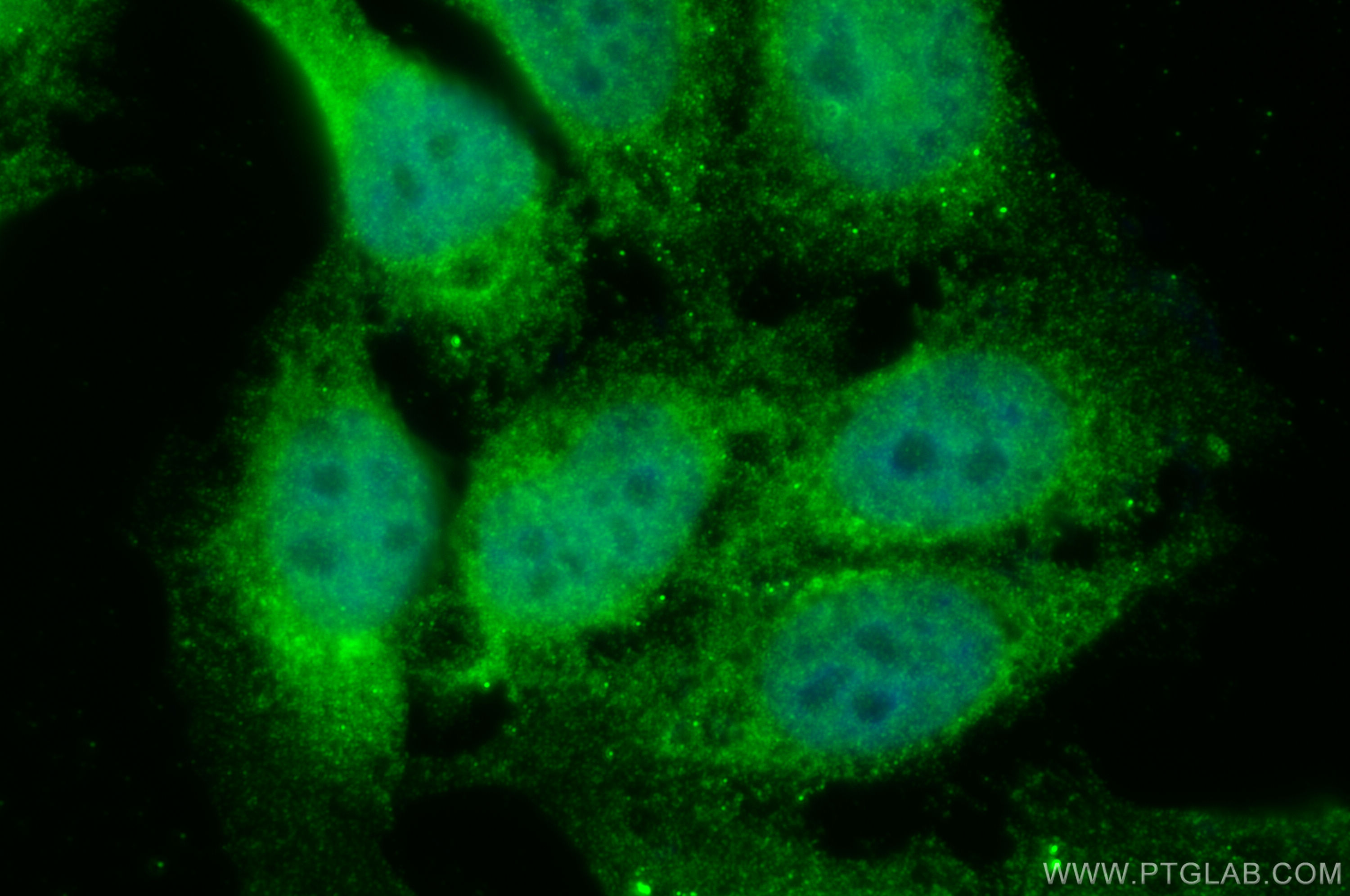 Immunofluorescence (IF) / fluorescent staining of HepG2 cells using RAE1 Polyclonal antibody (20491-1-AP)