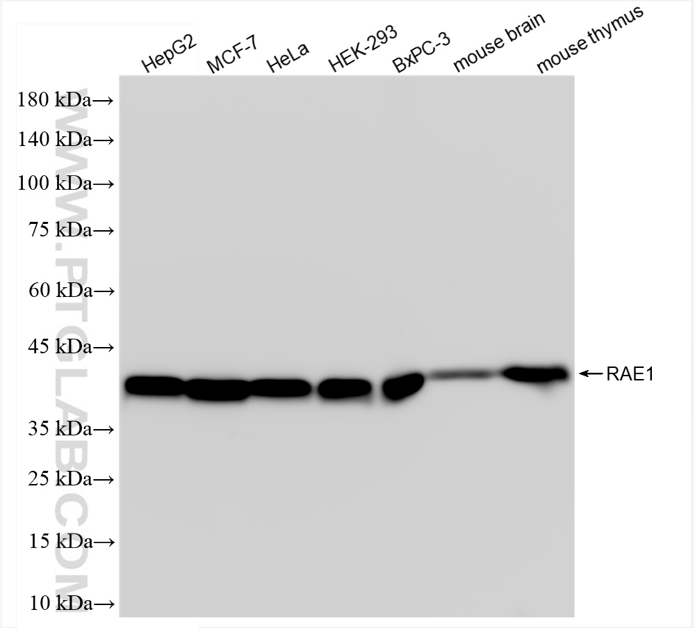 Western Blot (WB) analysis of various lysates using RAE1 Recombinant antibody (83712-1-RR)