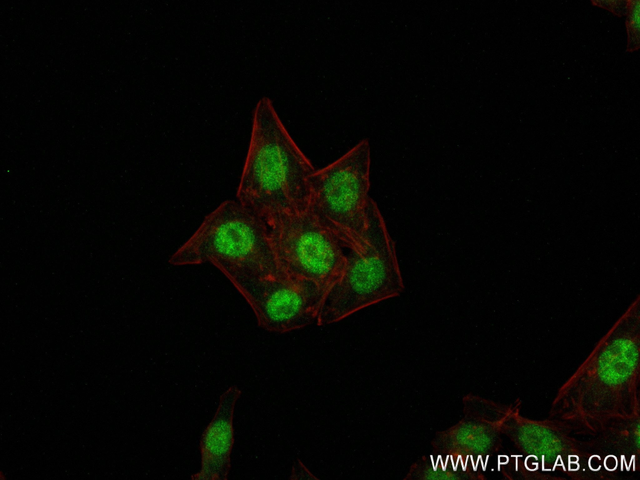 Immunofluorescence (IF) / fluorescent staining of HepG2 cells using RAE1 Recombinant antibody (83712-4-RR)