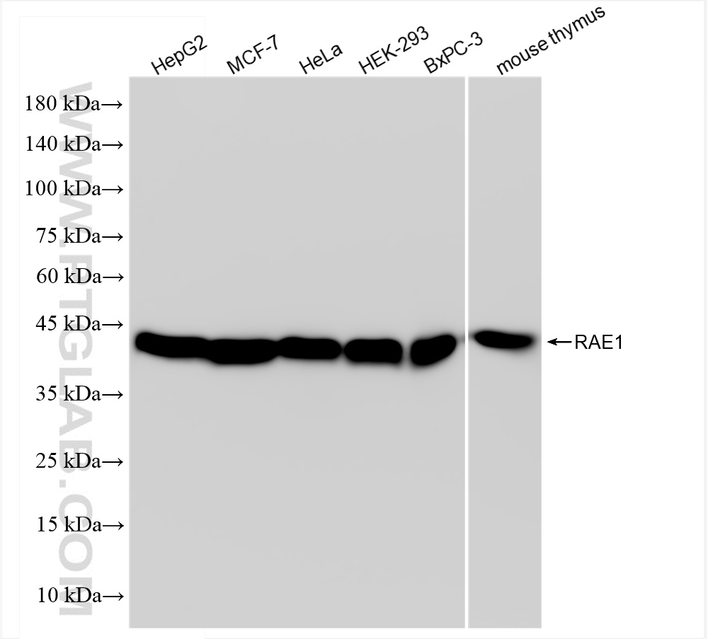 Western Blot (WB) analysis of various lysates using RAE1 Recombinant antibody (83712-4-RR)