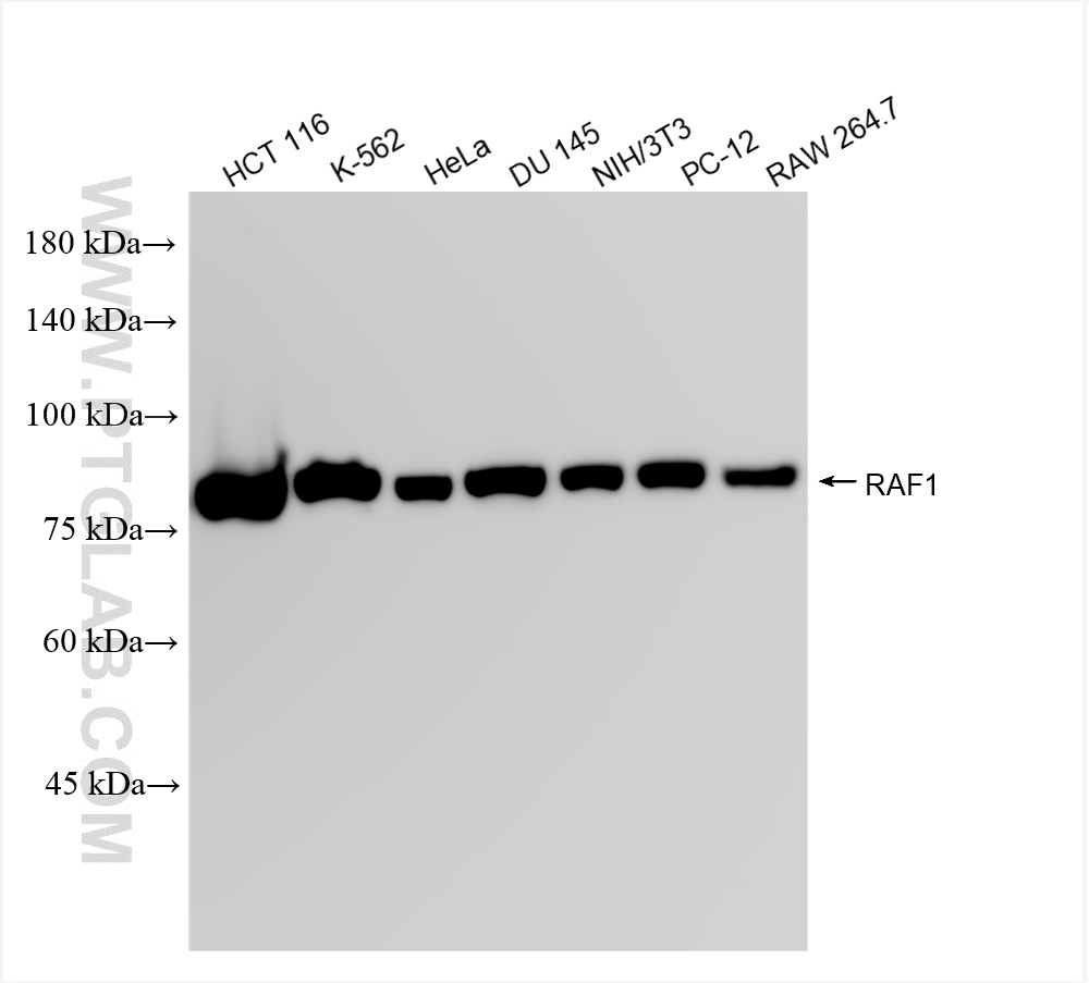 Western Blot (WB) analysis of various lysates using RAF1 Recombinant antibody (84994-4-RR)
