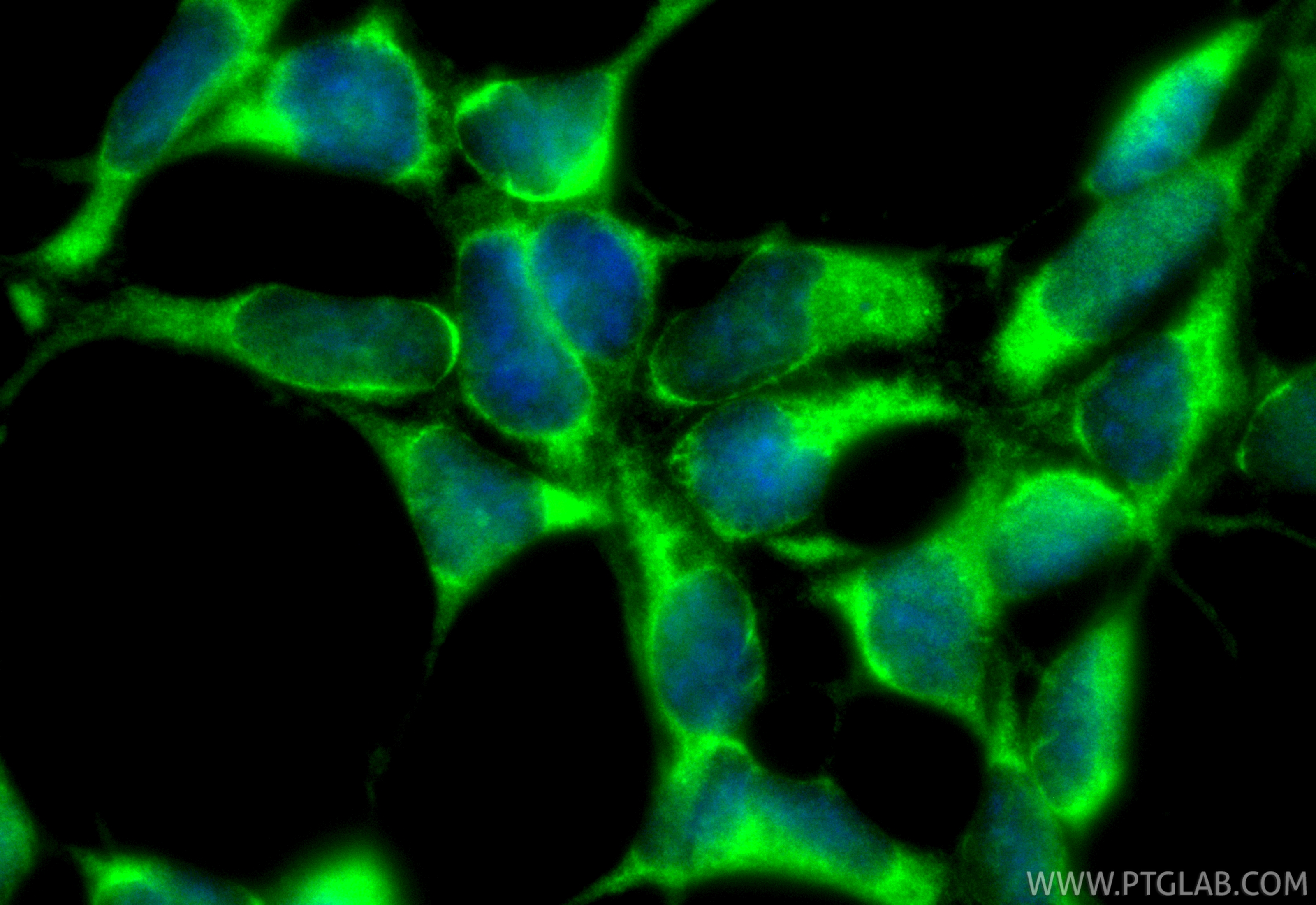 Immunofluorescence (IF) / fluorescent staining of HEK-293 cells using CoraLite® Plus 488-conjugated RAF1 Recombinant ant (CL488-84994-4)