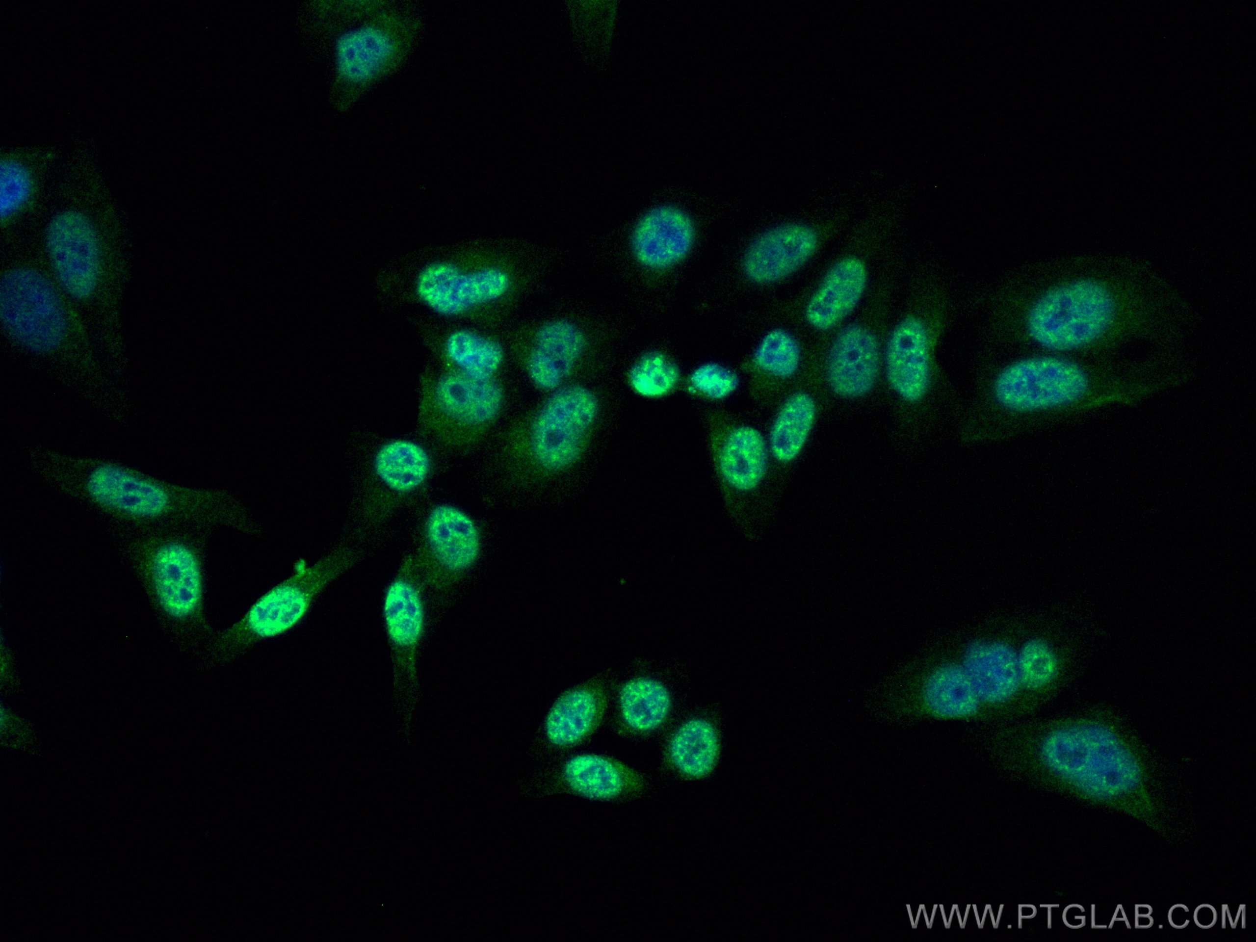 Immunofluorescence (IF) / fluorescent staining of HepG2 cells using CoraLite® Plus 488-conjugated RAG2 Monoclonal anti (CL488-66998)